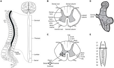 Updating perspectives on spinal cord function: motor coordination, timing, relational processing, and memory below the brain